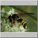 Tenthredo vespa - Blattwespe w05.jpg